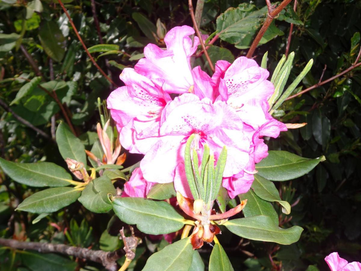 Les Fleurs Du Mont Bed and Breakfast Caux Eksteriør billede
