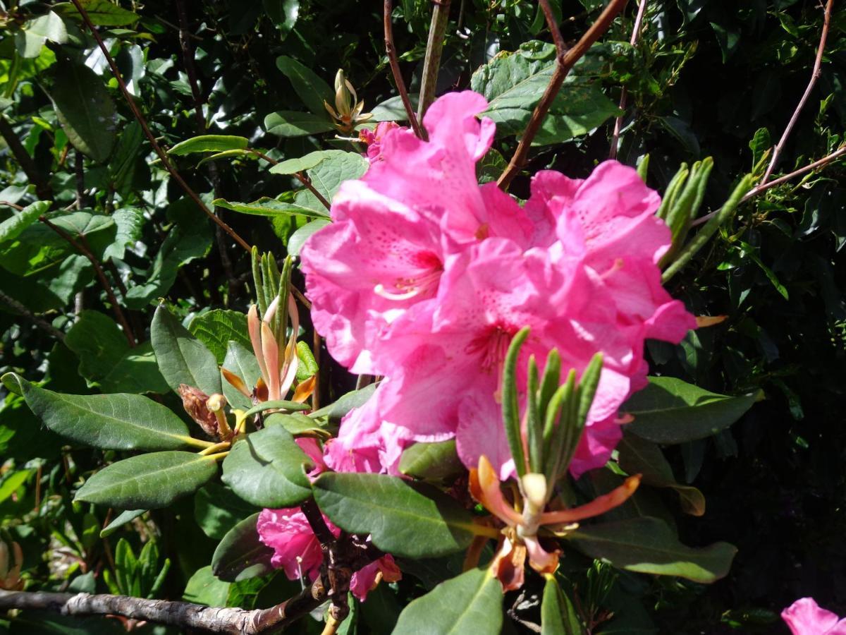 Les Fleurs Du Mont Bed and Breakfast Caux Eksteriør billede