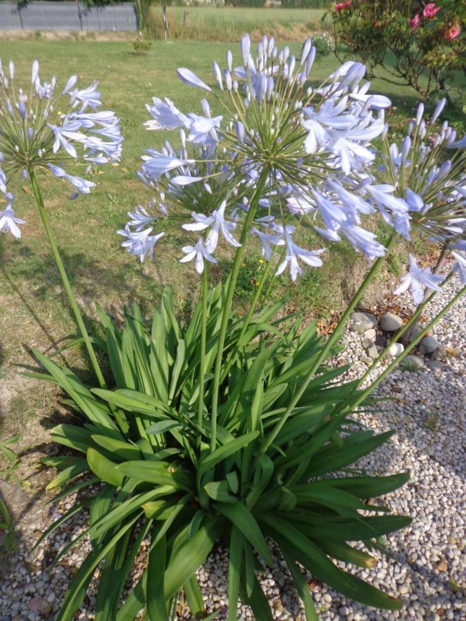 Les Fleurs Du Mont Bed and Breakfast Caux Eksteriør billede